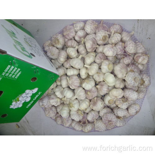 Normal Fresh  White Garlic For Export